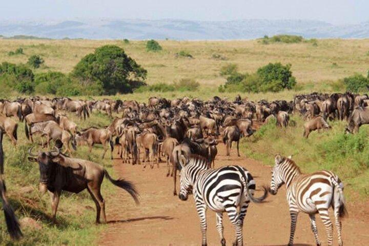 9 Day Private Luxury Spectacle Safari Majestic Kenya Wonderland