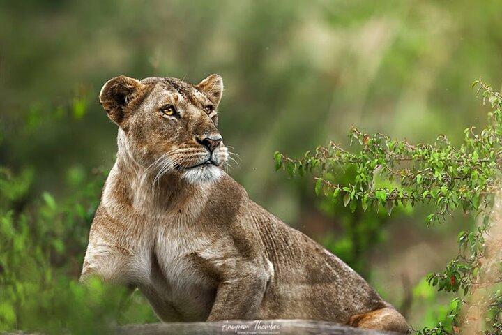 9 Day Private Luxury Spectacle Safari Majestic Kenya Wonderland