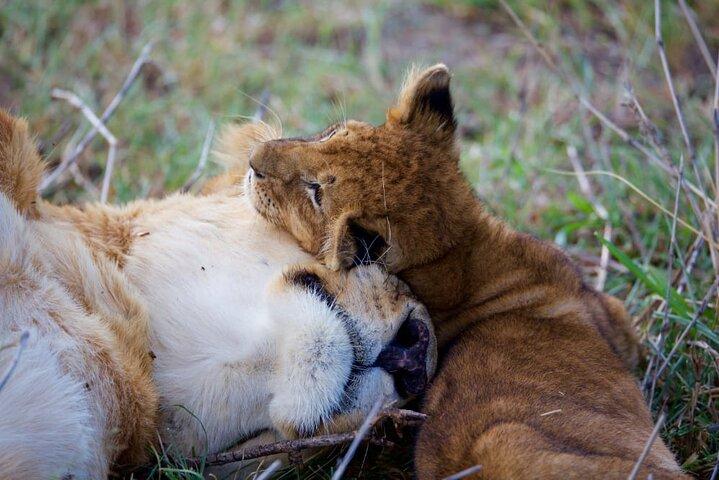 11 Days Private Tour to Explore Amboseli and Samburu