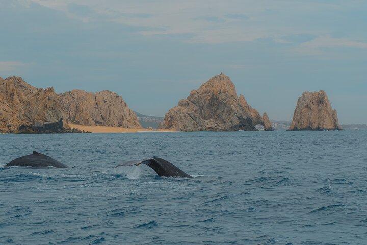 Whale Watching Experience in Cabo San Lucas 2 hours