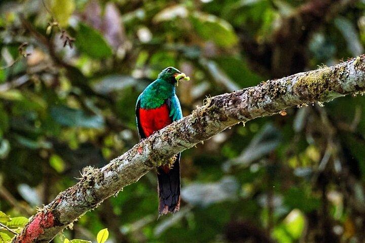Mindo Cloud Forest Private Tour: Birdwatching, Birds & Nature