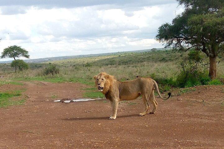 Half Day Morning or Afternoon Guided Tour : Nairobi National Park