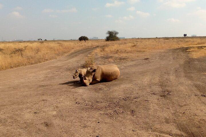 Half Day Morning or Afternoon Guided Tour : Nairobi National Park