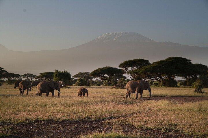 2 Nights 3 Days Amboseli National Park With 4*4 Vehicle