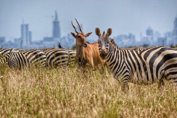 Game Drive To Nairobi National Park With 4*4 Vehicle