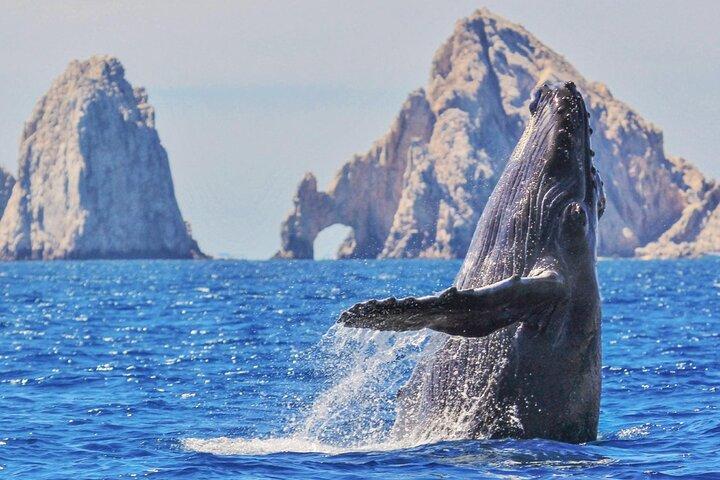 Whale Watching and Cabo San Lucas Arch