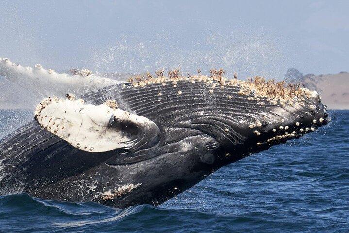 Whale Watching and Cabo San Lucas Arch