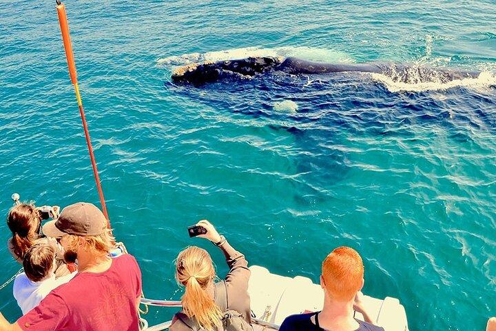 Whale Watching and Cabo San Lucas Arch