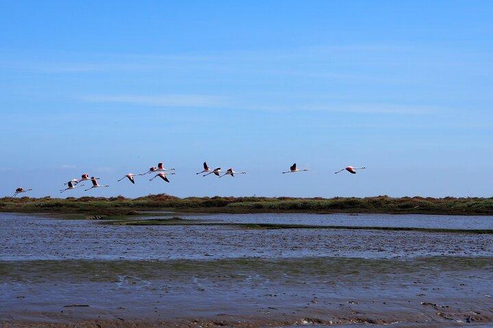 Lisbon : Boat Tour - Bird Observation in the Tejo Nature Reserve