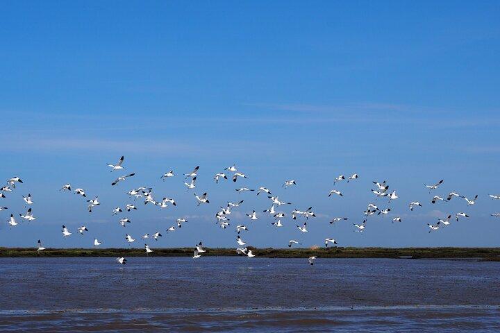 Lisbon : Boat Tour - Bird Observation in the Tejo Nature Reserve