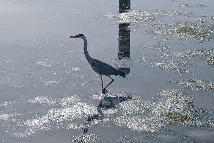 Lisbon : Boat Tour - Bird Observation in the Tejo Nature Reserve