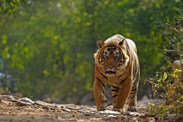 2-Days Private Ranthambhore Tiger Tour from Delhi