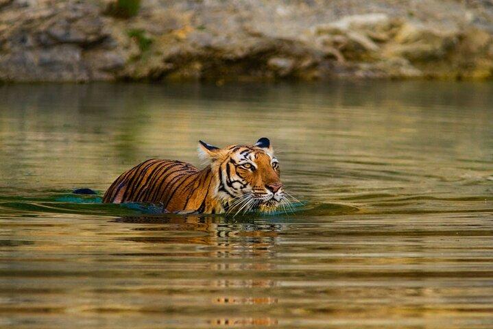6-Day Private Tour of Indian Wildlife & Palaces from Colombo Port