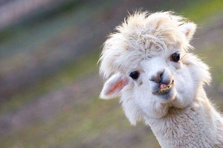 Nami Island, Alpaca, Petite France, K-Garden tour from Seoul