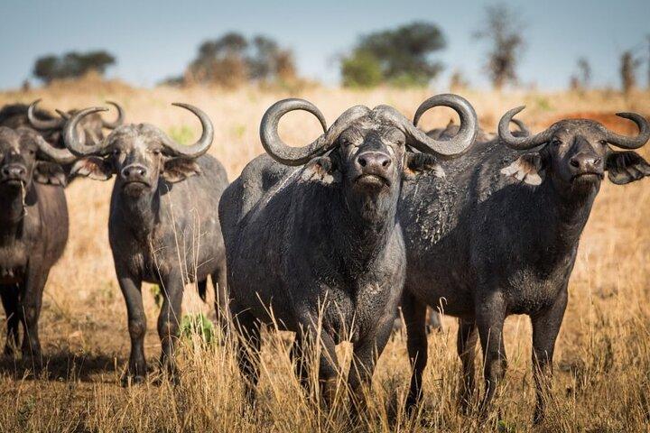 5 Days Safari in Tarangire, Serengeti & Ngorongoro