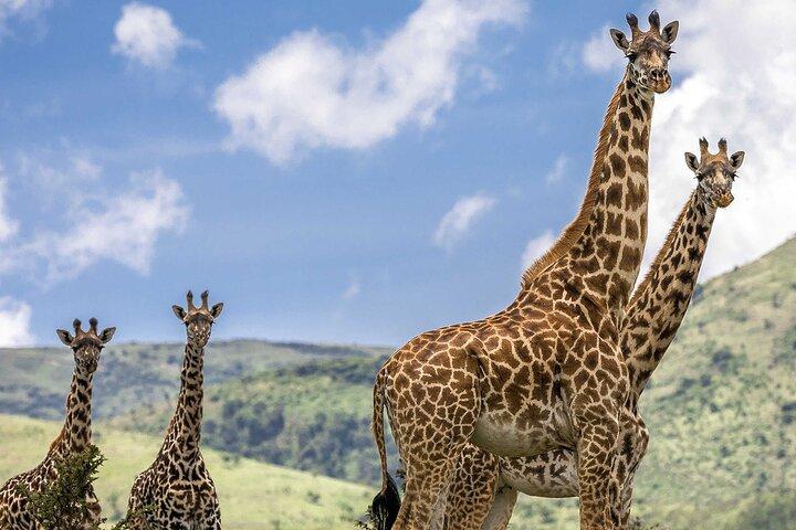 5 Days Safari in Tarangire, Serengeti & Ngorongoro