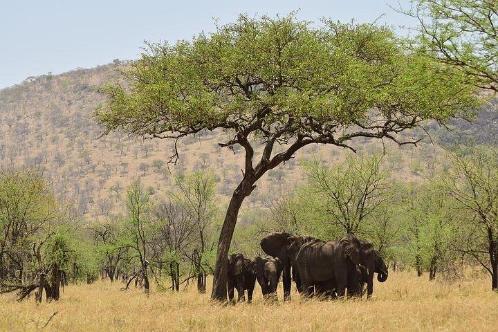 Amboseli National Park Day tour; Free Wifi Connection