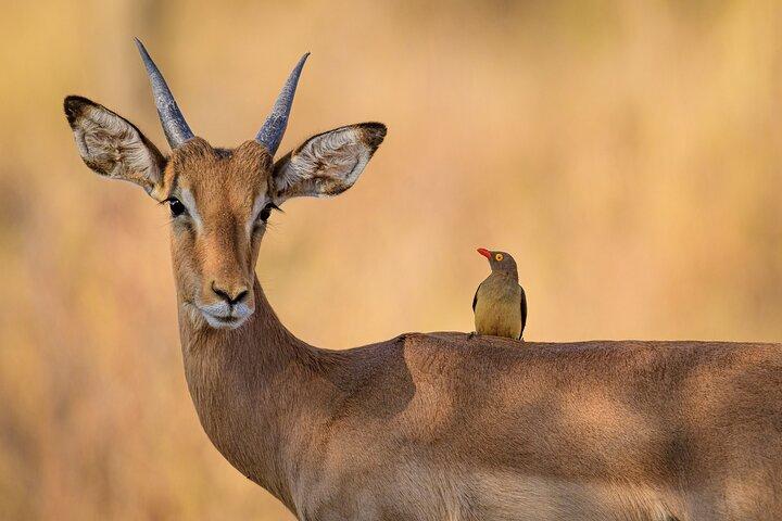 Chobe Day Trip From Victoria Falls