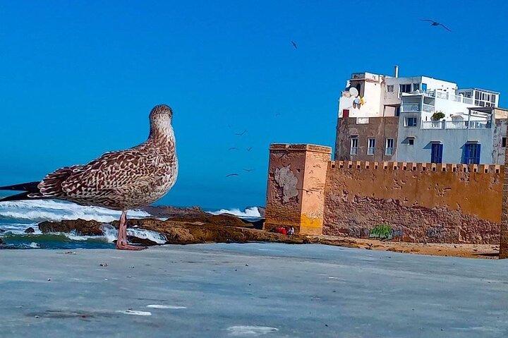 Day Trip to Essaouira from Marrakech