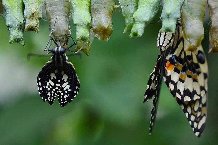 Dubai Butterfly Garden (Escape into nature)