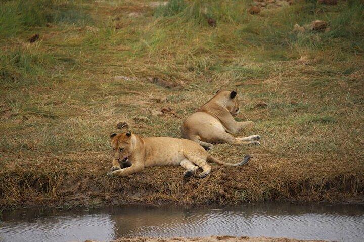 Wildlife Extravaganza: Manyara, Tarangire & Ngorongoro in 3 Days
