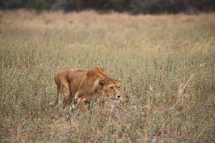 Wildlife Extravaganza: Manyara, Tarangire & Ngorongoro in 3 Days