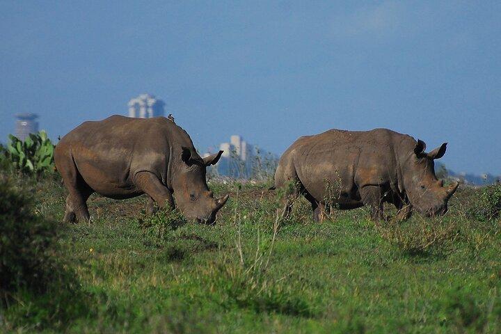 Nairobi City Safari: Park & Elephant orphanage