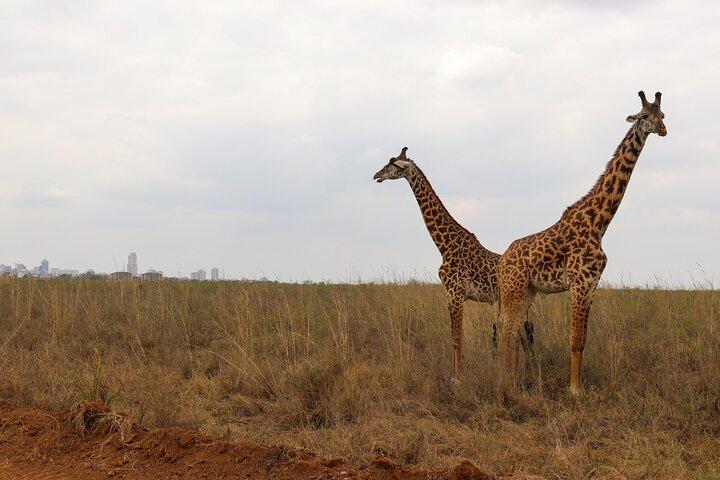 Nairobi City Safari: Park & Elephant orphanage