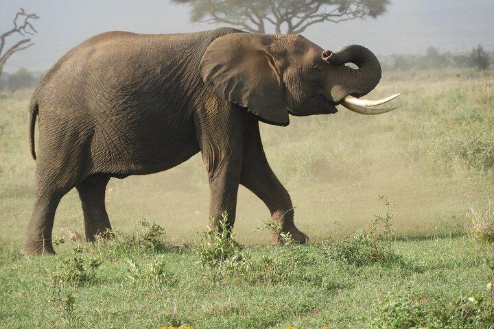 Private Adventure Amboseli national Park Day tour