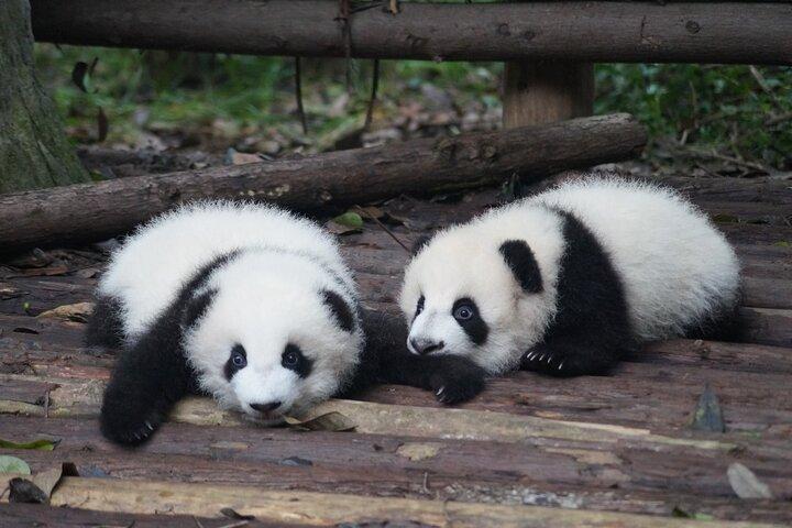 Private Tour of Shanghai Zoo and Cruise on Huangpu River with Dim sum Lunch