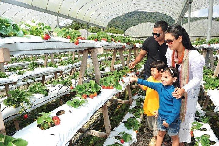Private Nature Trip to Cameron Highlands from Kuala Lumpur