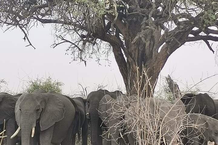 Chobe National Park from Victoria Falls