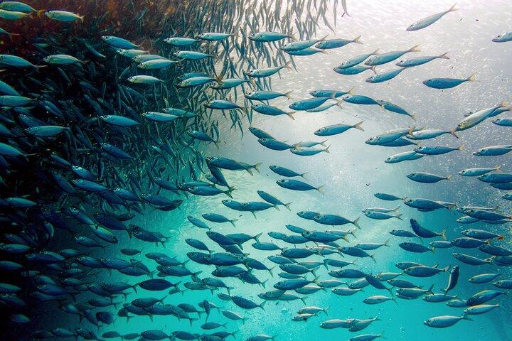 Cebu Whale Shark Encounter, Moalboal Sardines & Tumalog Falls