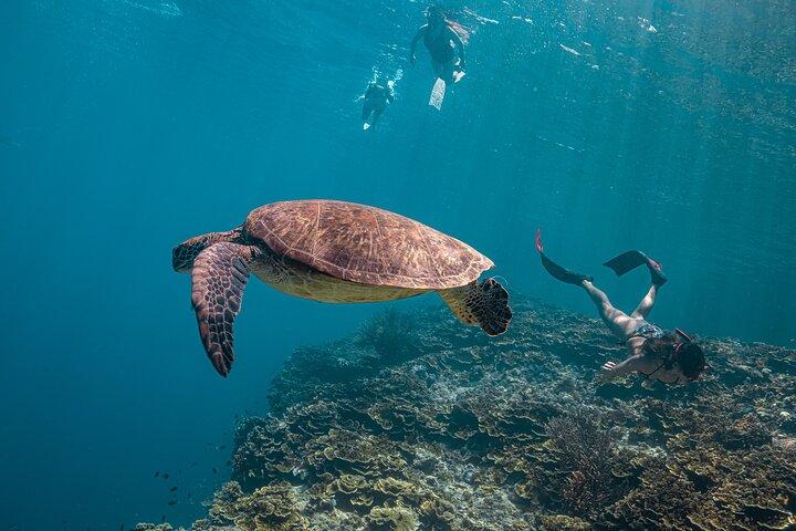 Cebu Whale Shark Encounter, Moalboal Sardines & Tumalog Falls
