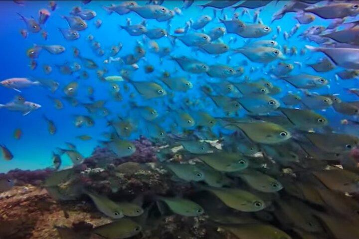 Day Trip -Ponta do Ouro: Dolphins, Whales, Snorkeling, Dive &Surf