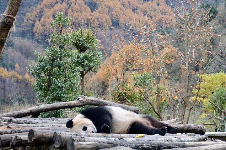 Private 2-day Tour to Wolong Panda Base and Mt. Siguniang