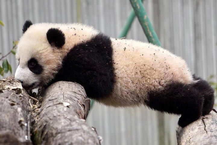 Private 2-day Tour to Wolong Panda Base and Mt. Siguniang
