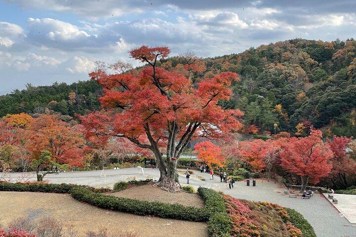 Osaka and Beyond Cycle Tour