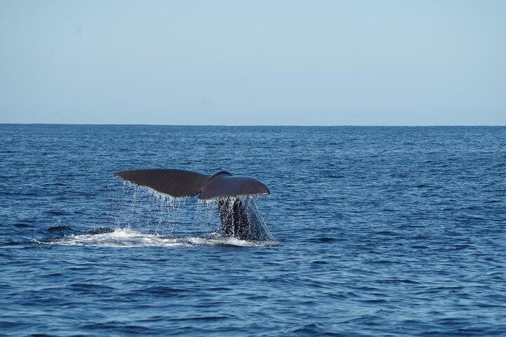 Whale Watching in Mirissa by Catamaran Cruise