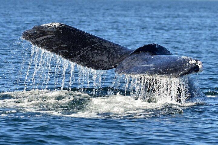 Whale Watching Galle with Pickup & Drop