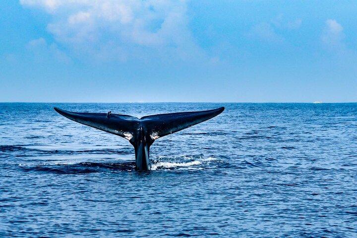 Whale Watching from Bentota with Pickup & Drop