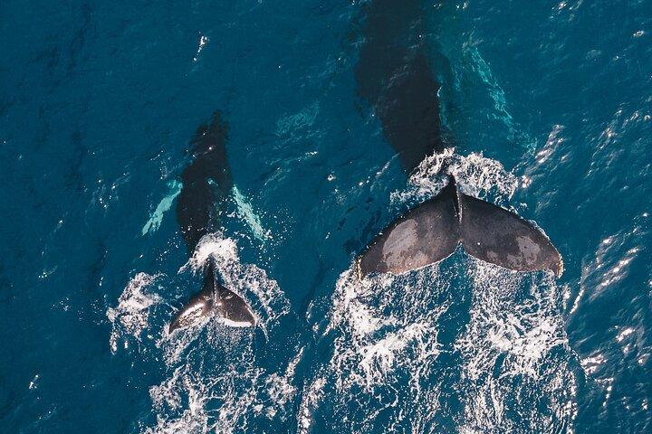 Whale Watching from Bentota with Pickup & Drop