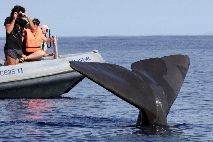 Whale and Dolphin Watching Tour from Funchal