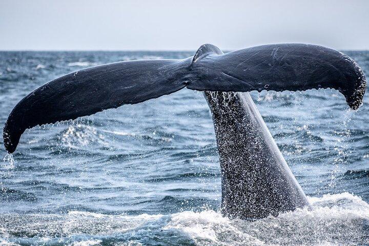 A UNIQUE Whalesongsnoosa Whale watching experience in noosa qld