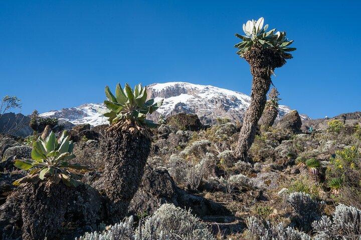 Kilimanjaro Airport Private Transfer from/to Moshi