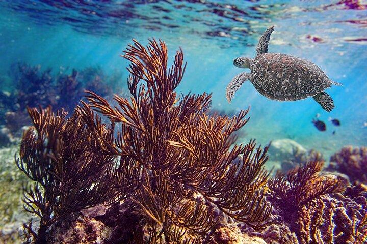Puerto Morelos Reef Snorkeling Tour with Lunch & Hotel Pickup