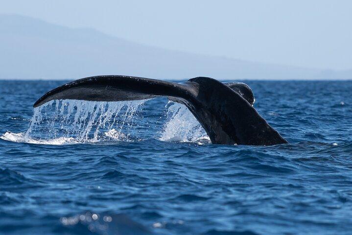 Best Waikiki Whale Watching in Honolulu: Whales Guaranteed
