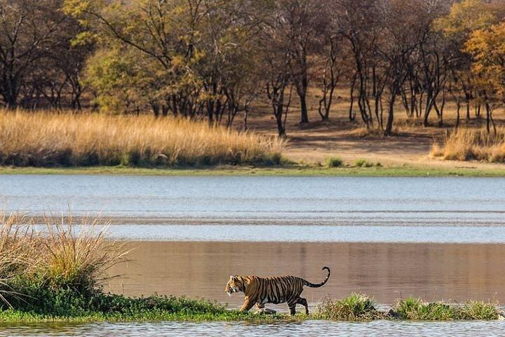 6-Day Private Tour of Indian Wildlife & Palaces from Colombo Port