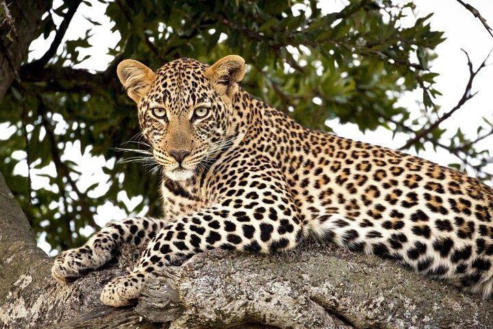 Affordable 3-Day Safari to Serengeti & Ngorongoro Crater