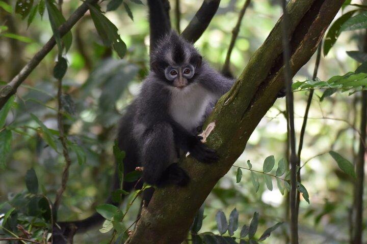 Monkey Business 3 days - 2 nights Jungle trekking (including rafting)